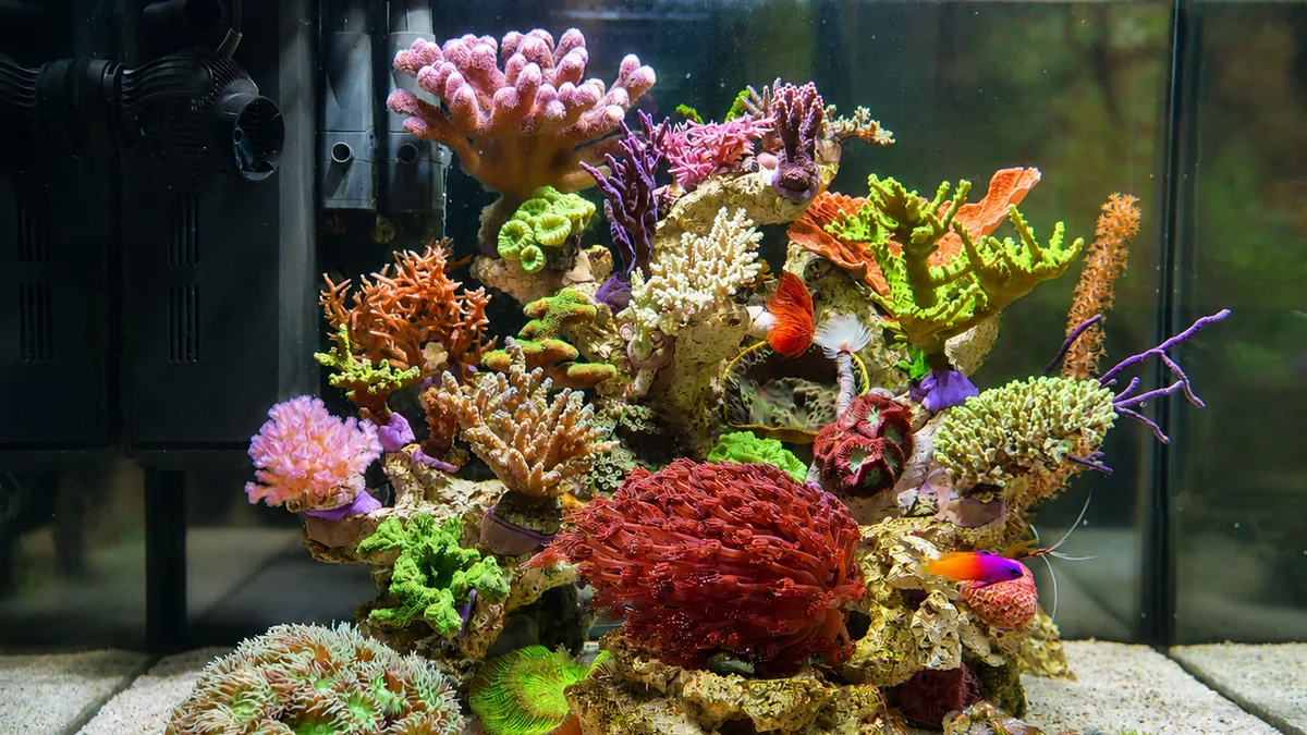 Compact Reef – Fertiges Aquarium