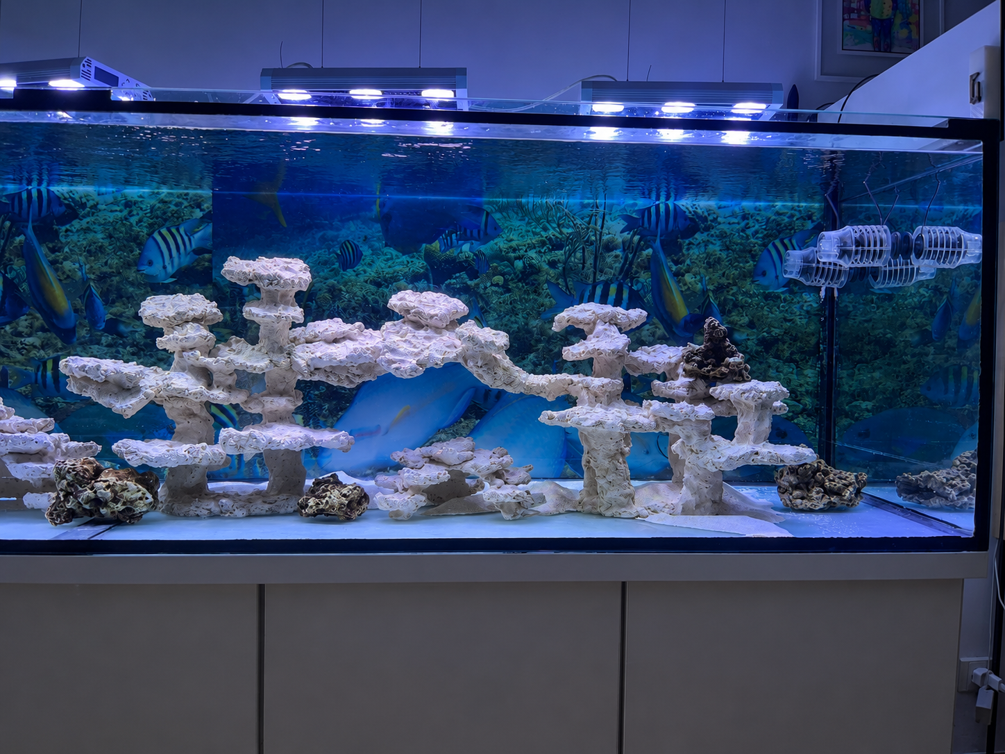 Weitere Ansicht des neu eingerichteten Signature Reefs kurz nach dem Start