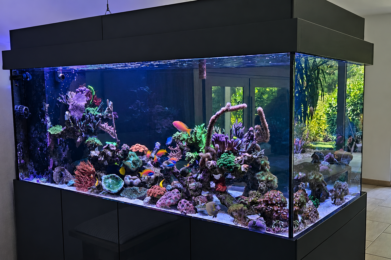 Seitliche Ansicht des Raumteiler Aquariums