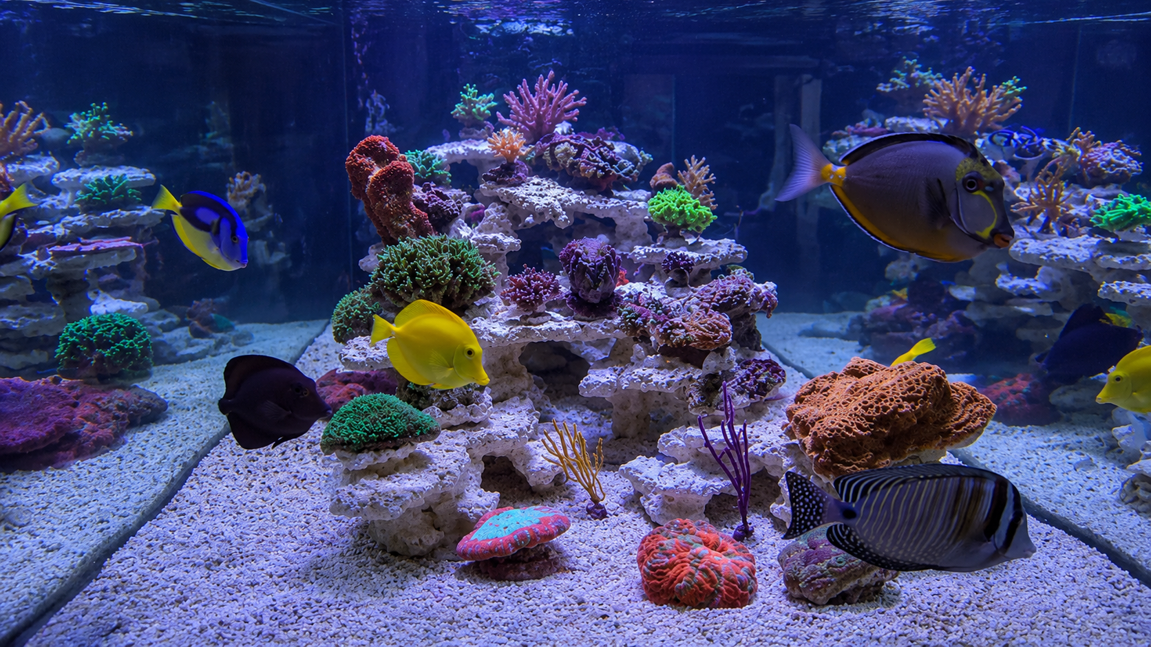Frontansicht des Aquariums nach der Riff-Sanierung
