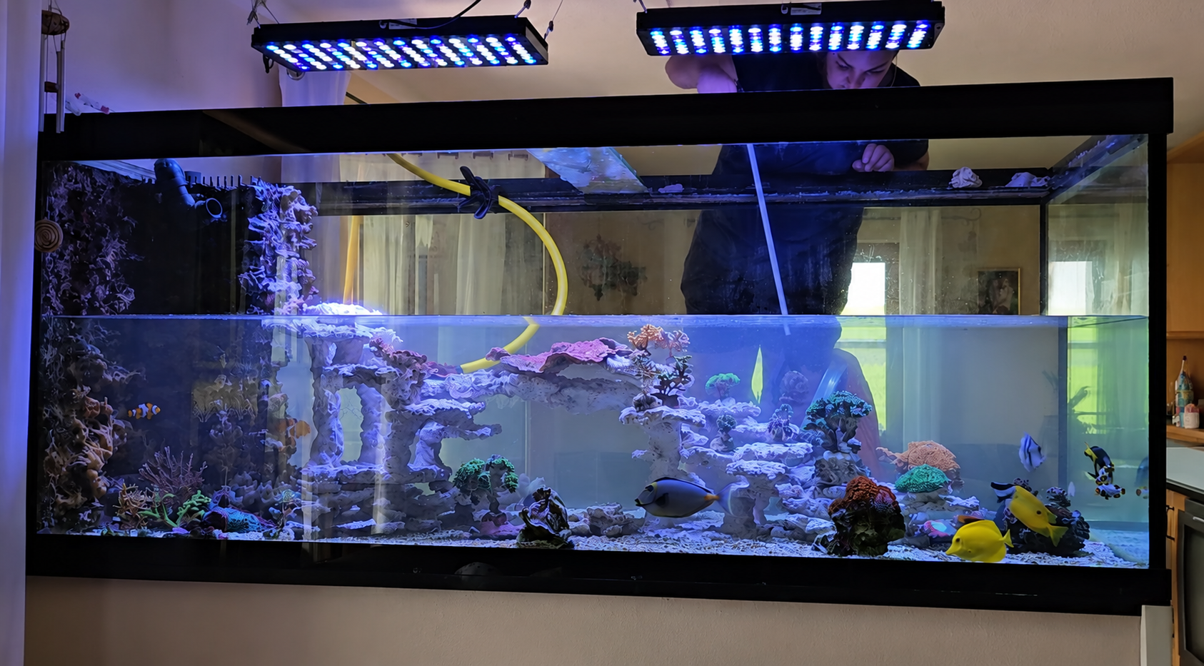 Umbau des Aquariums auf den neuen Riffaufbau