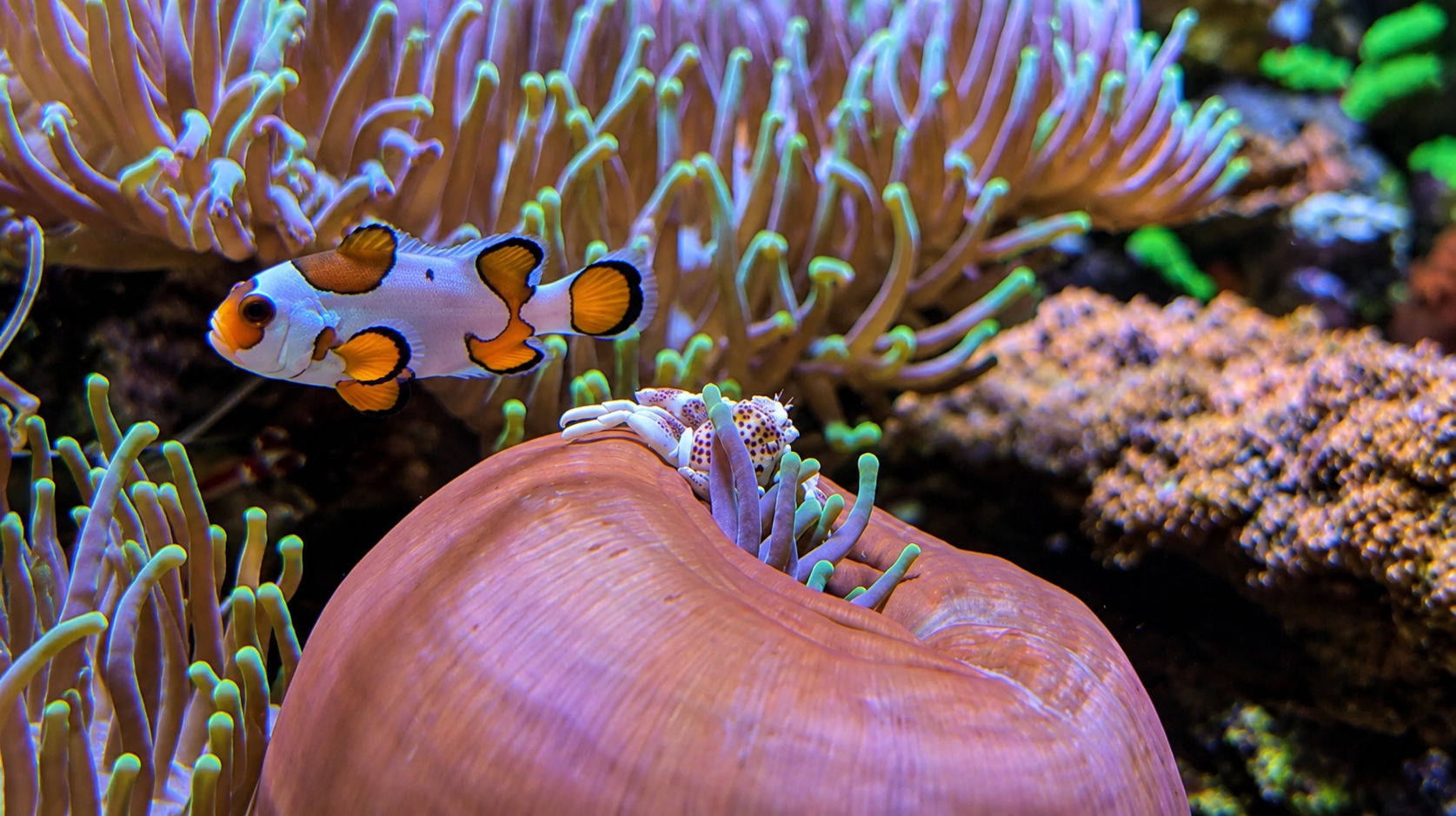 Detailansicht des bewachsenen Anemonen Riffs