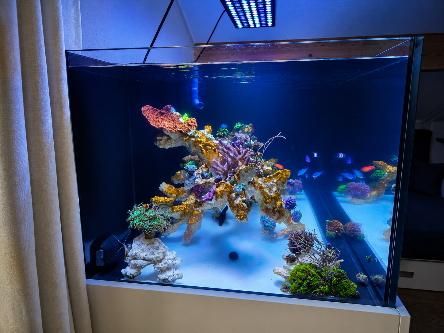 Seitenansicht des Design Reefs eine Woche nach dem Umbau
