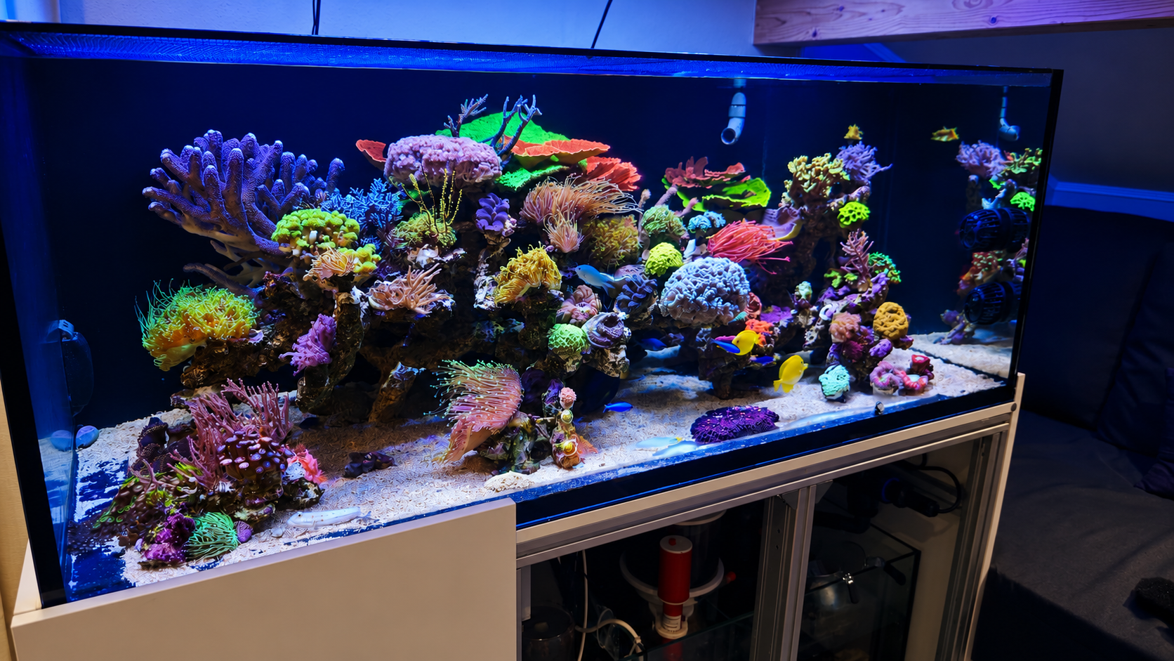 Das vollständig entwickelte Design Reef nach zwei Jahren