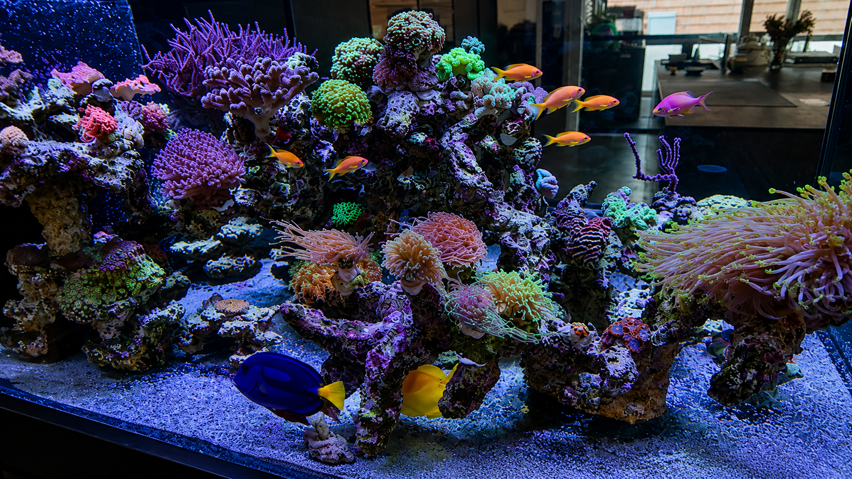 Detailansicht des fertig eingerichteten schwebenden Design Aquariums
